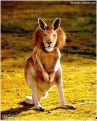 搜索 变种动物园